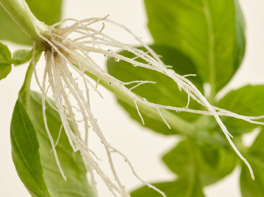 RootBioTec™